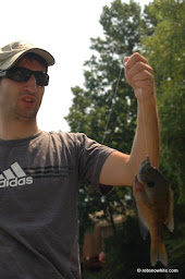 big bluegill