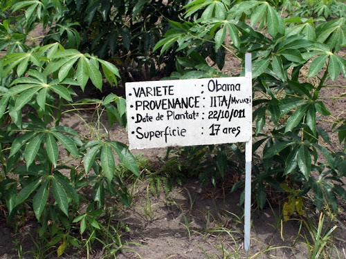 Kinshasa: 276 tonnes de manioc et maïs produites au plateau de Bateke |  Radio Okapi