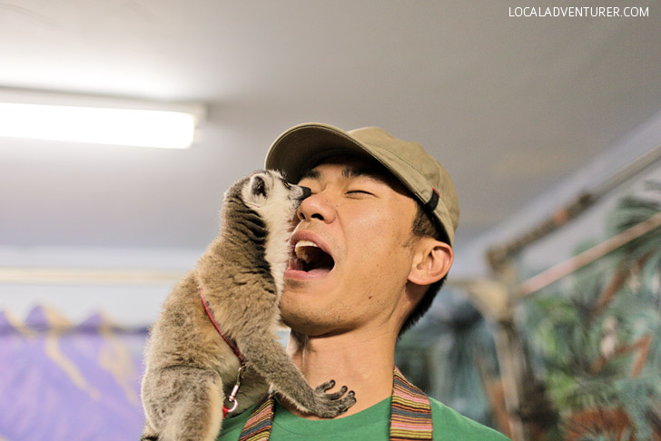 Ring Tailed Lemur.