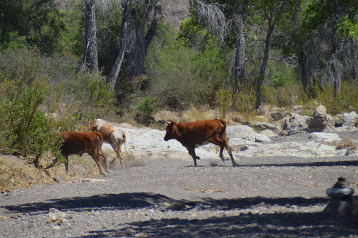 Parc d'État de Big Bend Ranch