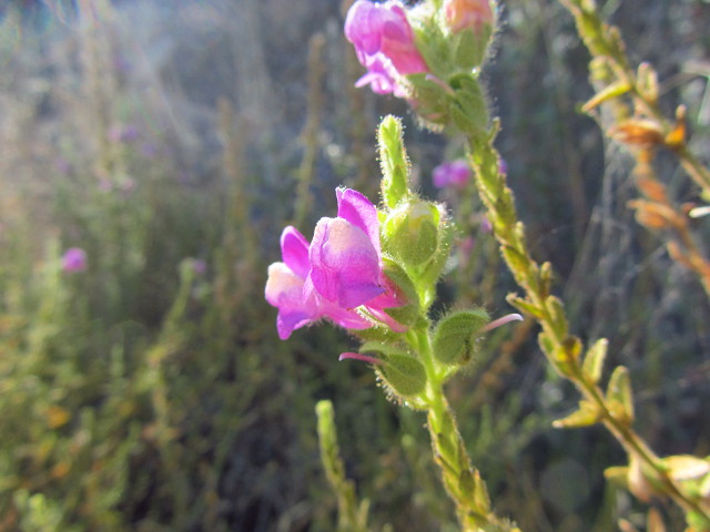 purple flowers that loop puffy