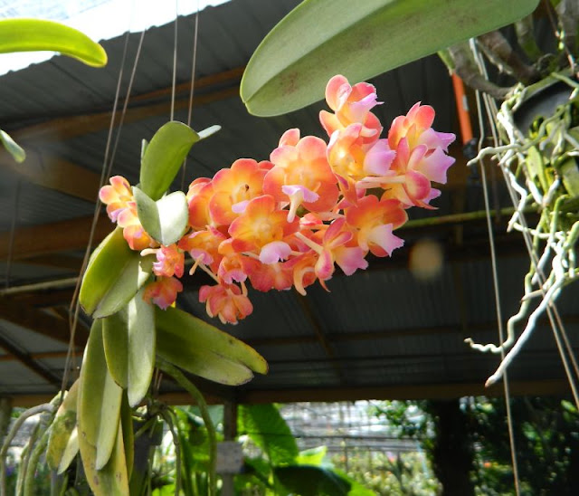 Орхидеи и прочая красота на о. Пхукет - Страница 16 DSCN0104