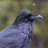 Skyler Cataway avatar image