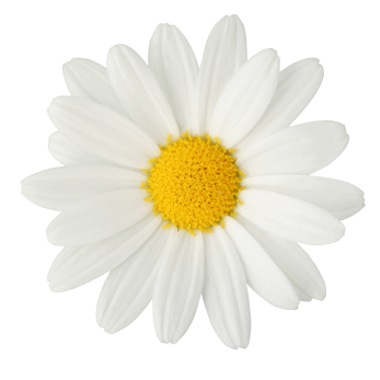 Wildflower Massage & Esthetics logo