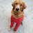 Buddy Dog review