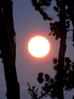 Full moon through the trees