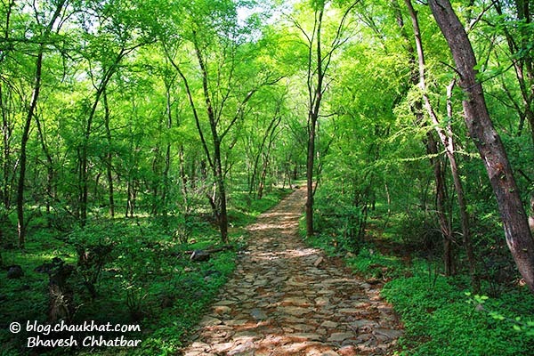 Forest trail of Ranthambhore National Park