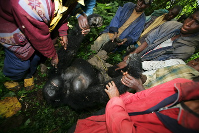 the_shock_killing_of_mountain_gorillas_06_resize.jpg
