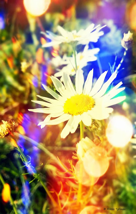 posted image
