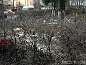 Strada Mărăşeşti, copaci tăiaţi şi spaţiu verde distrus de primarul Ilie Gherman