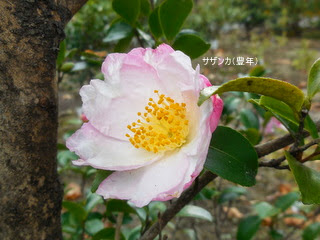 山茶花 ｓａｚａｎｋａ Sasanqua 椿 山茶花