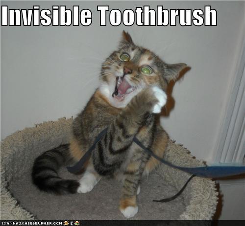 LOLcats - invisible object