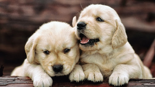 Golden Retriever Puppies.jpg