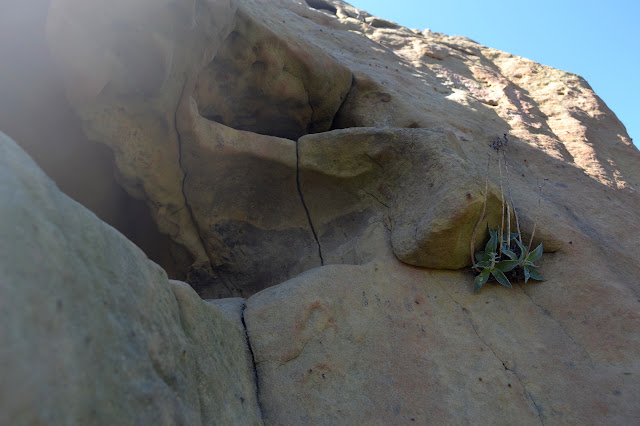 plant coming out a crack in the rock