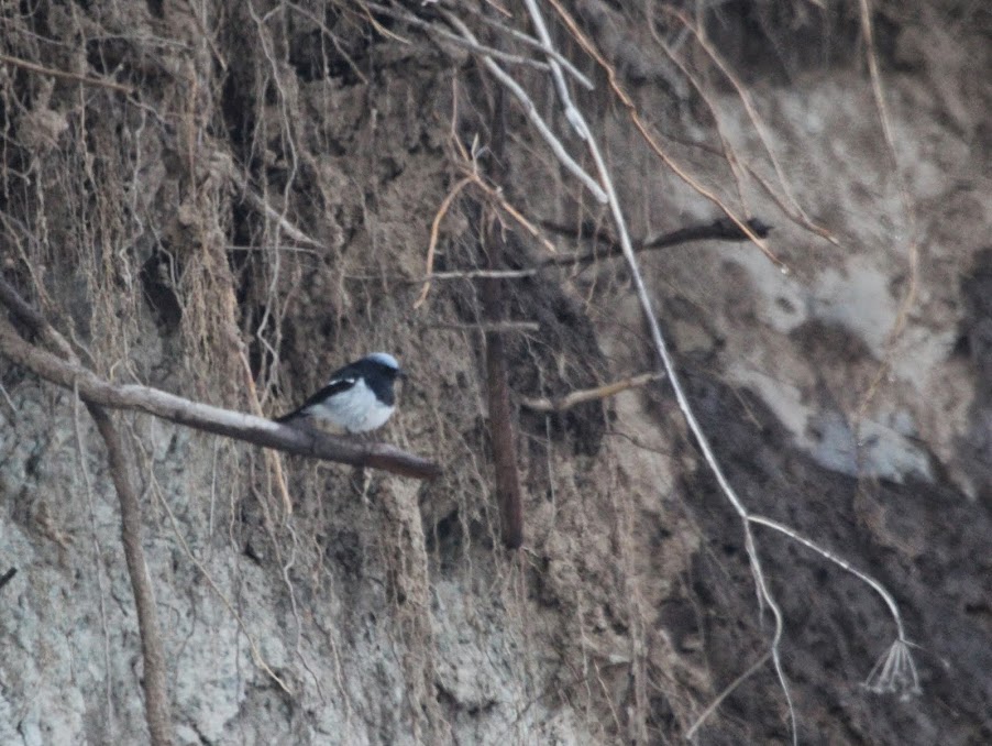 Phoenicurus caeruleocephala