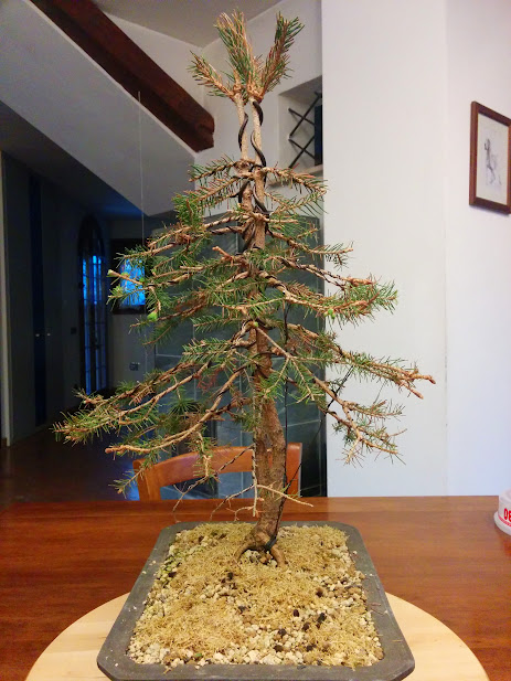 Pinzatura germogli picea abies IMG_20150320_180451