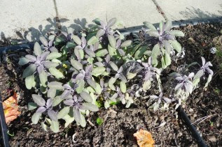 Szałwia lekarska Purpurascens  Salvia officinalis Purpurascens