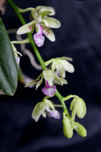 Phalaenopsis (Sedirea) japonica Sedirea_japonica%2520%25286%2529