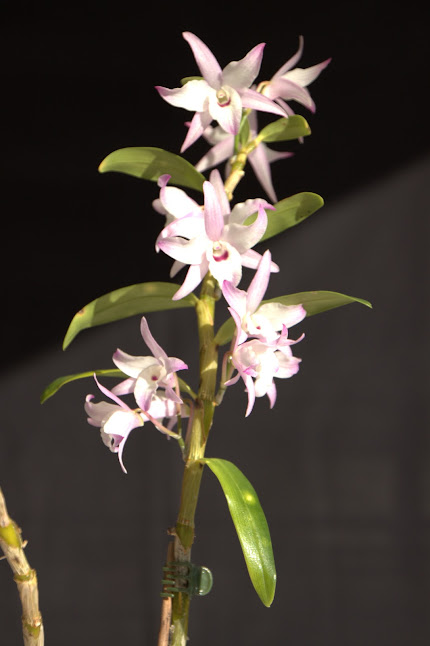 Dendrobium mais lequel IMG_3558