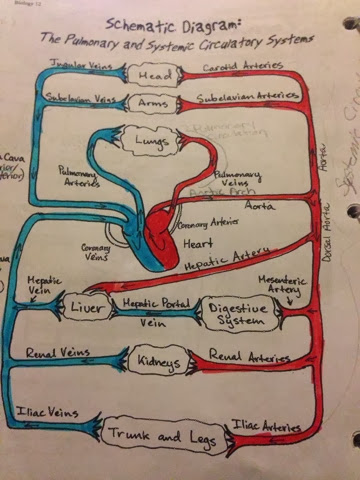 Sams Blog: Circulatory system