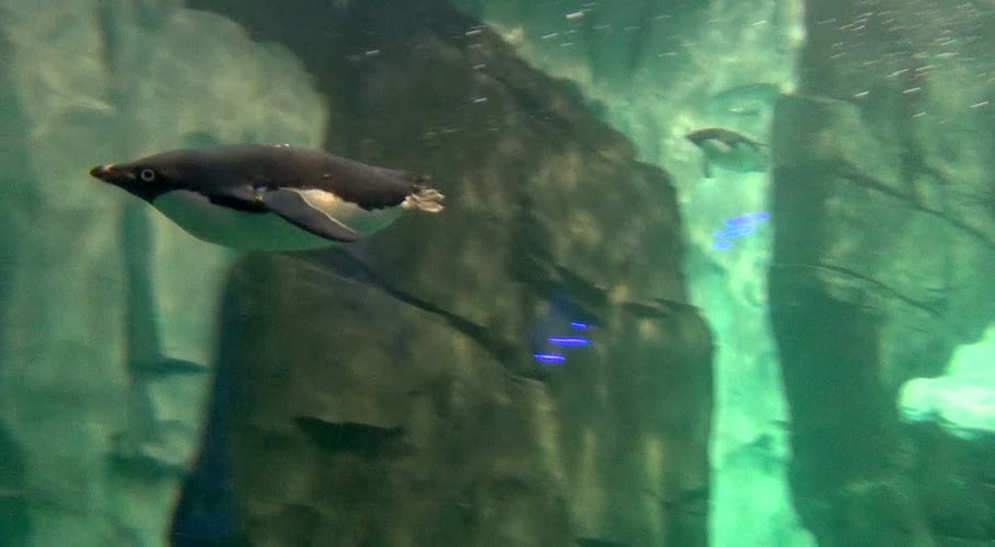 В Орландо, парк Sea World