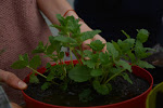 L'assemblée générale des résidents (ADCR) a monté un projet de jardin collectif à la Cité internationale
Espace multi-fonctionnel à porté environnementale et pédagogique, ce jardin est également un espace de rencontre et de partage autour d'activités socio-culturelles (jardinage, barbecue, zone de travail, concert en plein air etc...).