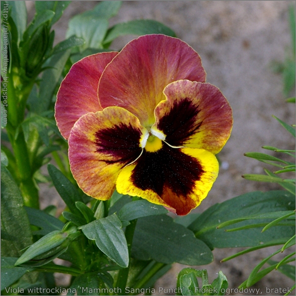 Viola wittrockiana 'Mammoth Sangria Punch' flower - Fiołek ogrodowy, bratek kwiat