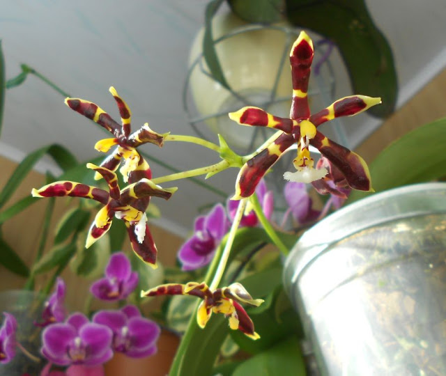 Phalaenopsis mannii - Страница 2 DSCN2937