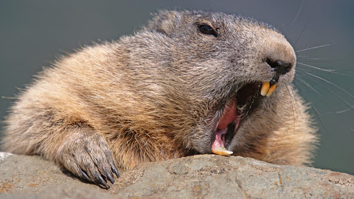 Alpine Marmot Yawning, Austria.jpg