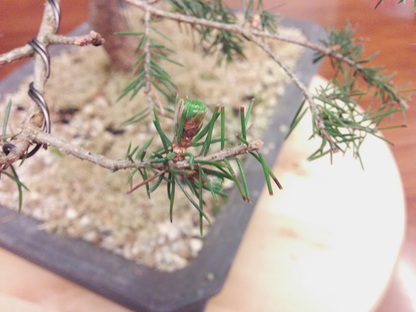 Pinzatura germogli picea abies IMG_20150320_180750
