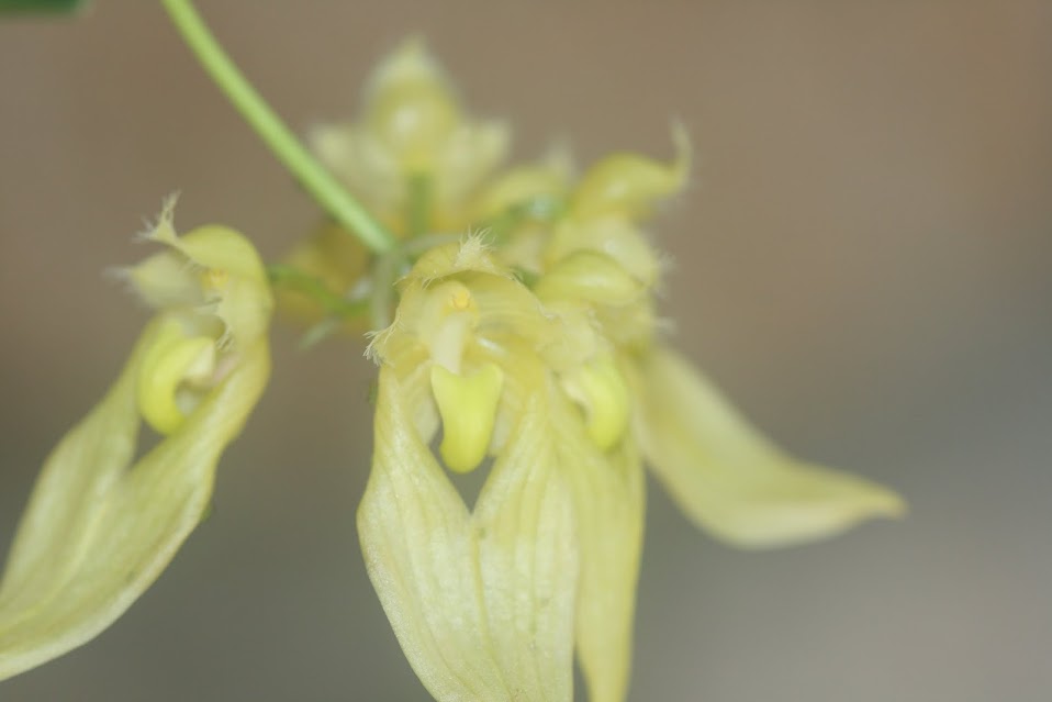 Bulbophyllum annandalei flava IMG_1469