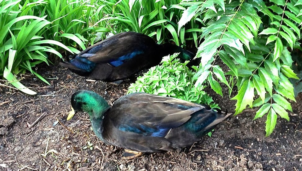 Mallard Hybrids - a collection - Birding in BC Community