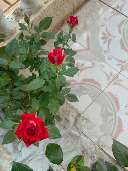 Hoa hồng leo, hoa sứ, hương thảo ,từ la lan ,huệ, cẩm tú cầu ,hồng môn - 15