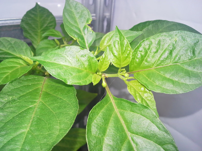 20150327_163330.jpg