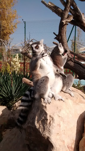 Kid's Island