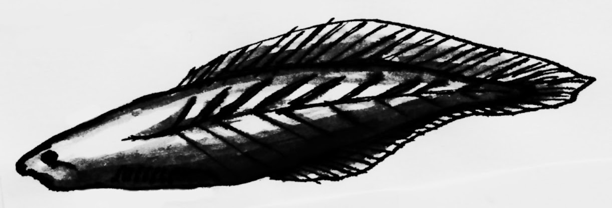 Haikouichthys, one of the earliest vertebrates