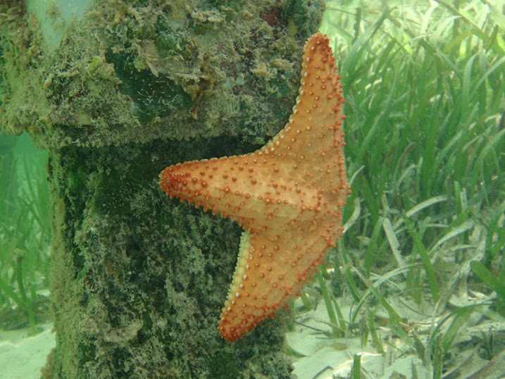 Sparisoma viride (Juvenile Stoplight Parrotfish) near Tranquility Bay Resort.