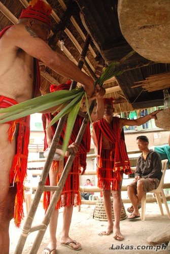 Mumbaki's tying a sugarcane on the native house