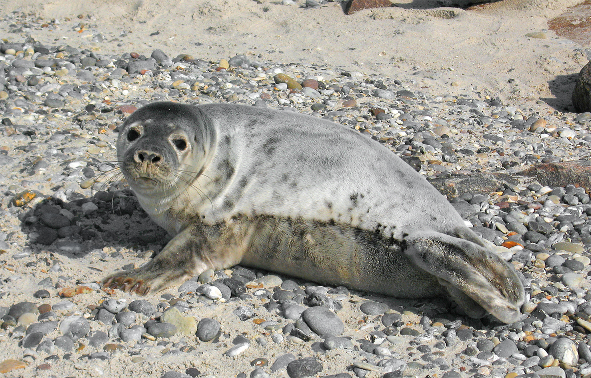 grey seal