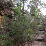 Steps below Lawsons Lookout (146376)