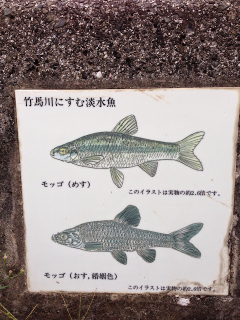 竹馬川に棲む淡水魚-1