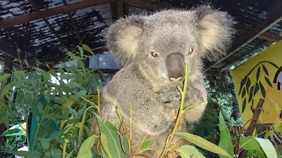 Photos of Koala Park Sanctuary Sydney
