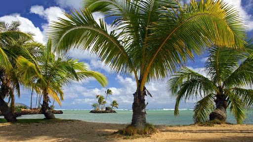 Tropical Palms, Wai' alae Beach Park, Oahu, Hawaii.jpg