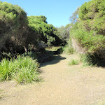 Track above Shelley Beach (98993)
