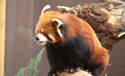 Panda czerwona