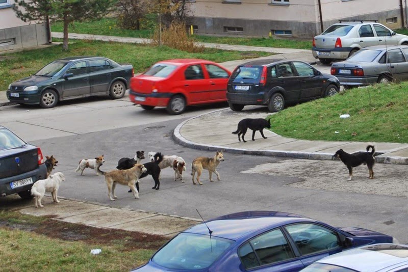 Haită de câini în cartierul ANL din zona Gării Burdujeni, municipiul Suceava