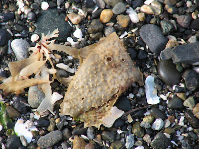 Golden Gardens Park, Seattle