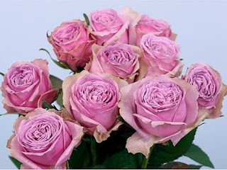 Hoa hồng ngoại Blue Millfeuille Rose