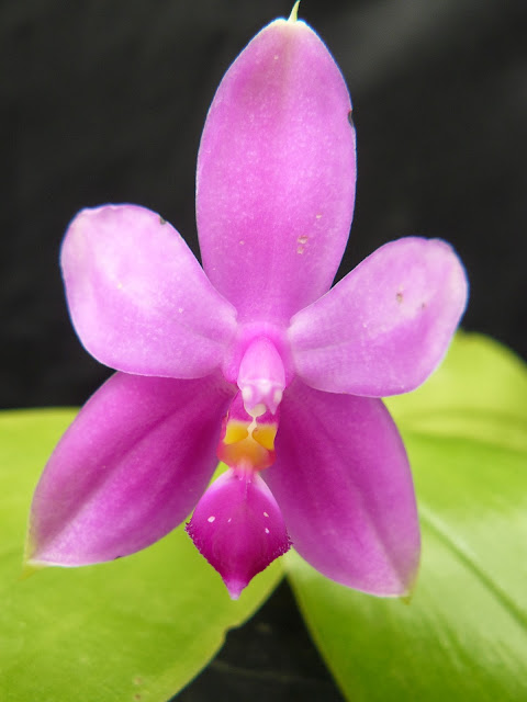 Phalaenopsis violacea  P1030833