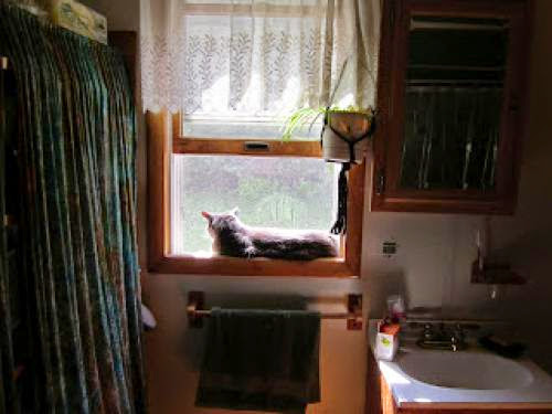 A Cat For Every Window